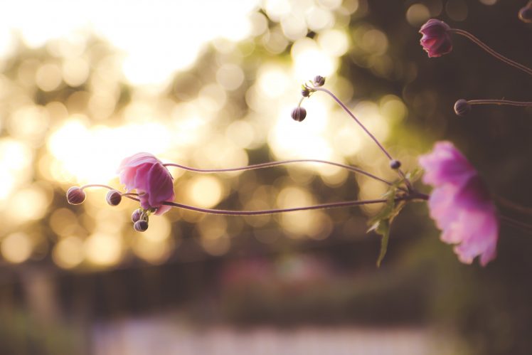 plants, Macro, Flowers, Depth of field, Pink flowers, Bokeh HD Wallpaper Desktop Background