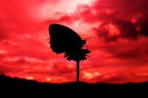 animals, Silhouette, Lepidoptera, Butterfly, Insect