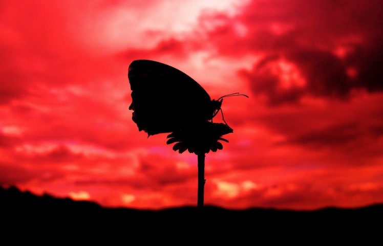 animals, Silhouette, Lepidoptera, Butterfly, Insect HD Wallpaper Desktop Background