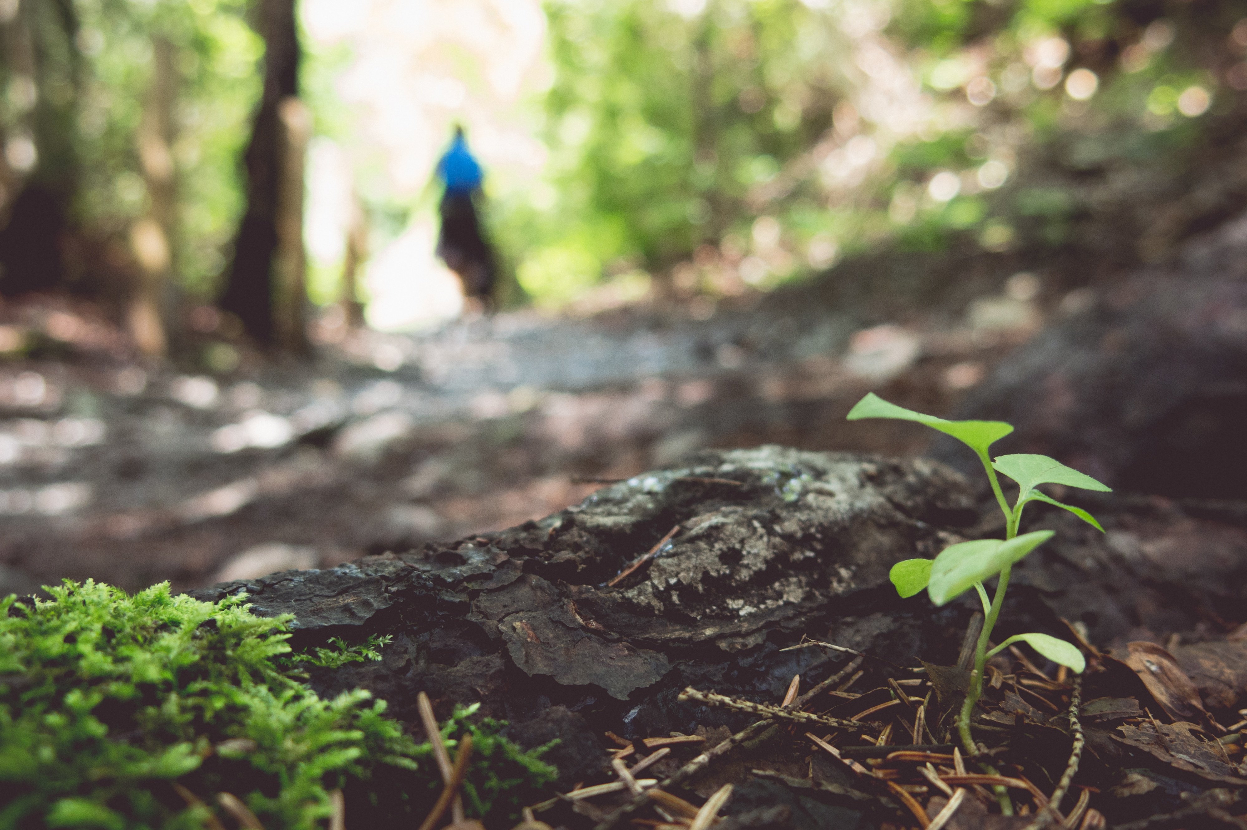 plants, Forest, Depth of field, Moss Wallpaper