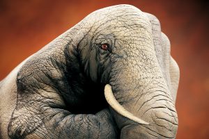 hands, Guido Daniel, Elephant, Simple background, Photo manipulation