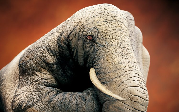 hands, Guido Daniel, Elephant, Simple background, Photo manipulation HD Wallpaper Desktop Background