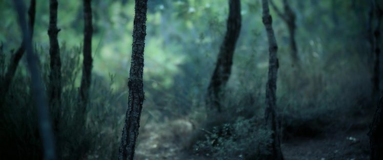 forest, Pine trees, Blurred HD Wallpaper Desktop Background