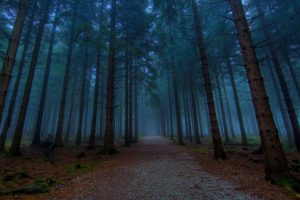 dirt road, Forest, Pine trees, Mist, Nature, Trees, Path