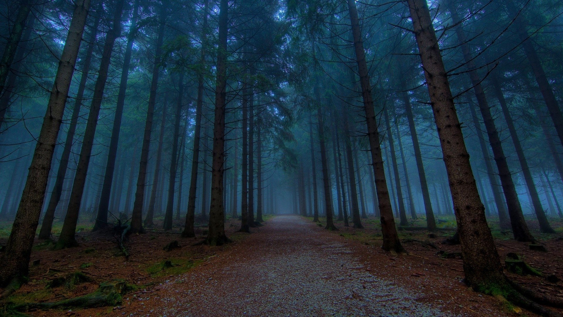 dirt road, Forest, Pine trees, Mist, Nature, Trees, Path Wallpaper
