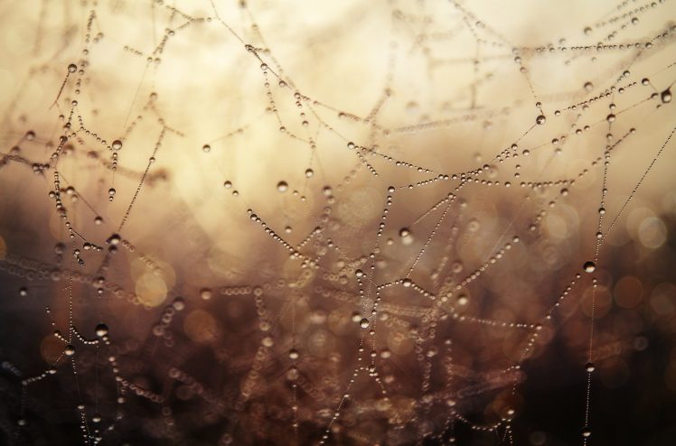 water drops, Macro, Depth of field, Spiderwebs HD Wallpaper Desktop Background