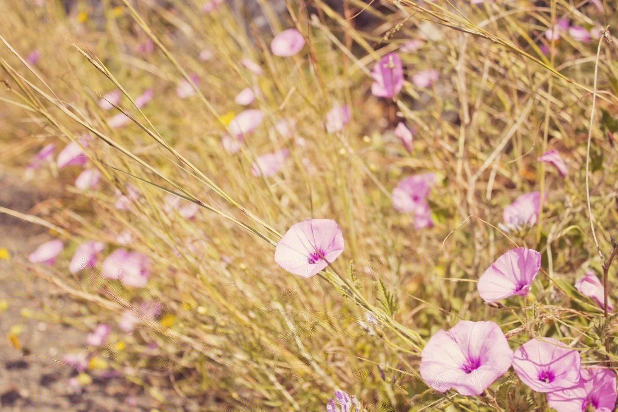 plants, Flowers Wallpaper