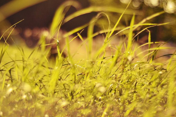 plants, Grass HD Wallpaper Desktop Background