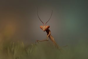 animals, Insect, Mantis