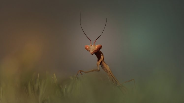 animals, Insect, Mantis HD Wallpaper Desktop Background