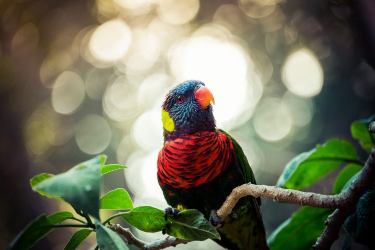 animals, Birds, Plants HD Wallpaper Desktop Background
