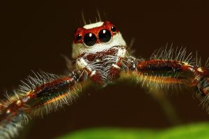 animals, Arachne, Spider