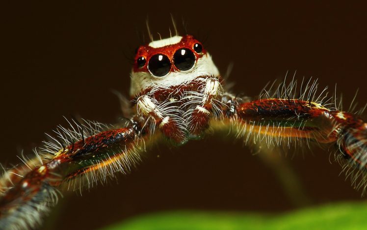 animals, Arachne, Spider HD Wallpaper Desktop Background