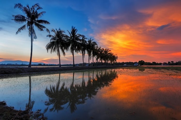 landscape, Sunlight, Plants, Reflection, Sky, Palm trees HD Wallpaper Desktop Background