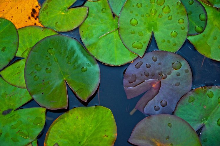 plants, Macro, Water, Leaves HD Wallpaper Desktop Background