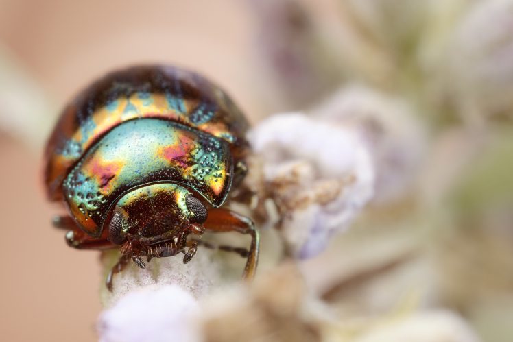 animals, Insect, Macro HD Wallpaper Desktop Background