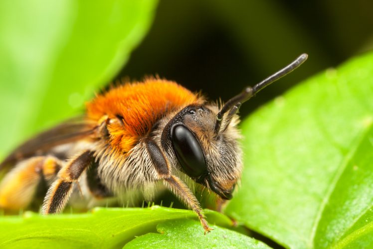 animals, Insect, Macro, Bees HD Wallpaper Desktop Background