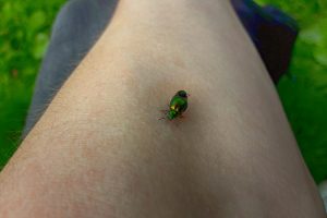 leaf  bug, Green
