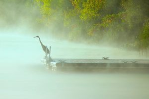 mist, Birds, Pier, Water, Nature, Animals