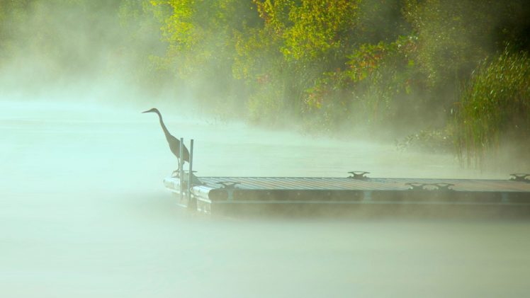 mist, Birds, Pier, Water, Nature, Animals HD Wallpaper Desktop Background
