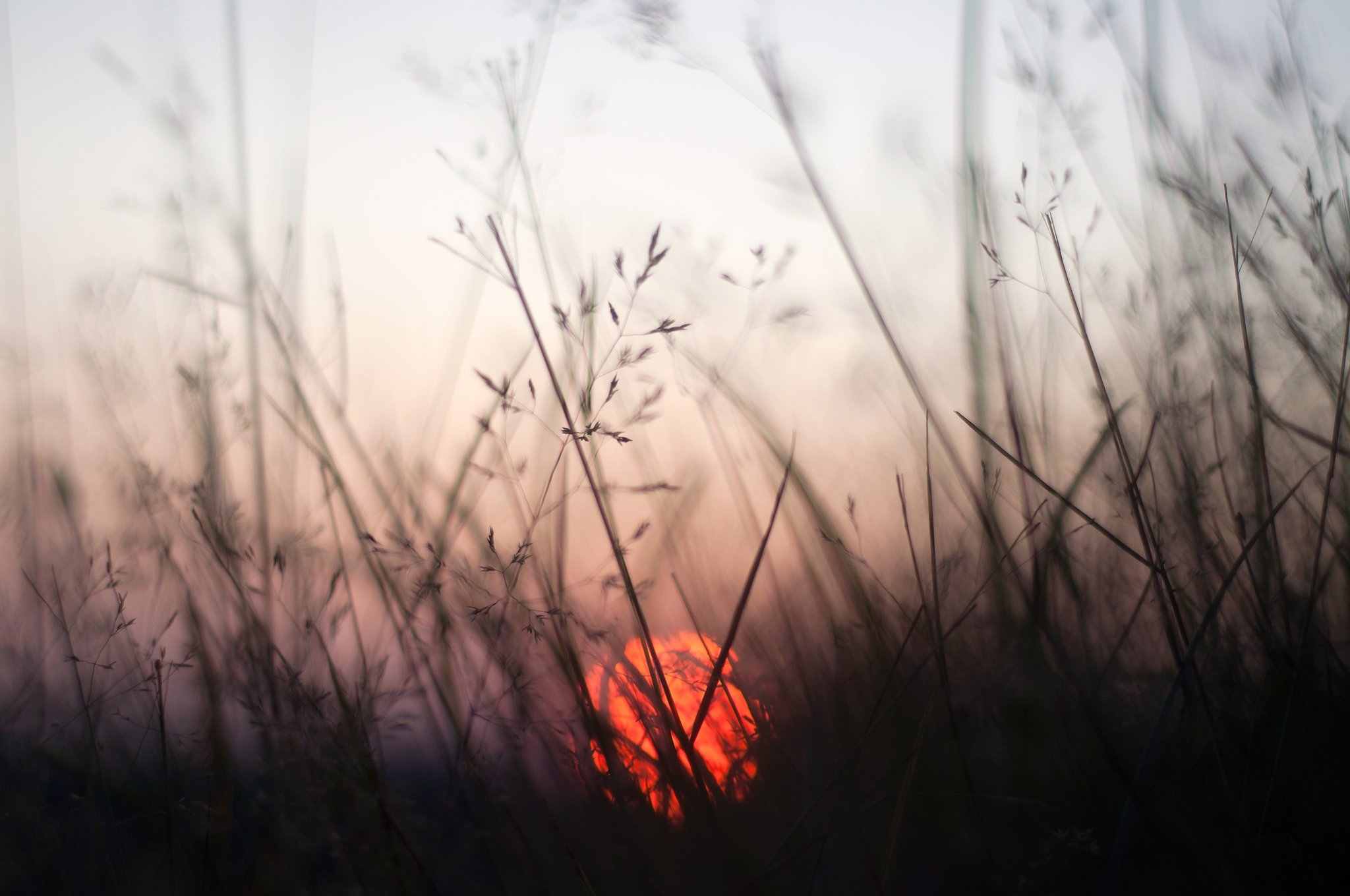 plants, Sun Wallpaper
