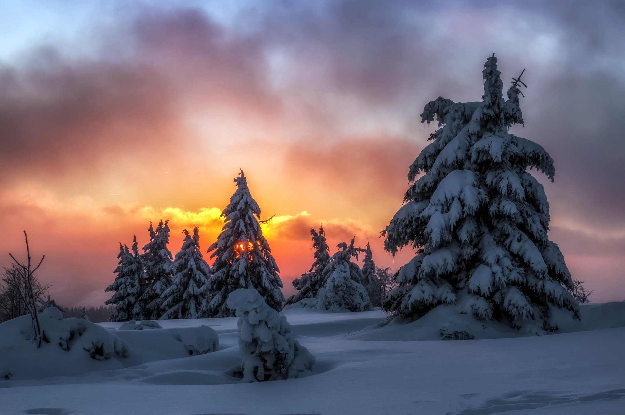 plants, Landscape, Trees, Snow Wallpaper