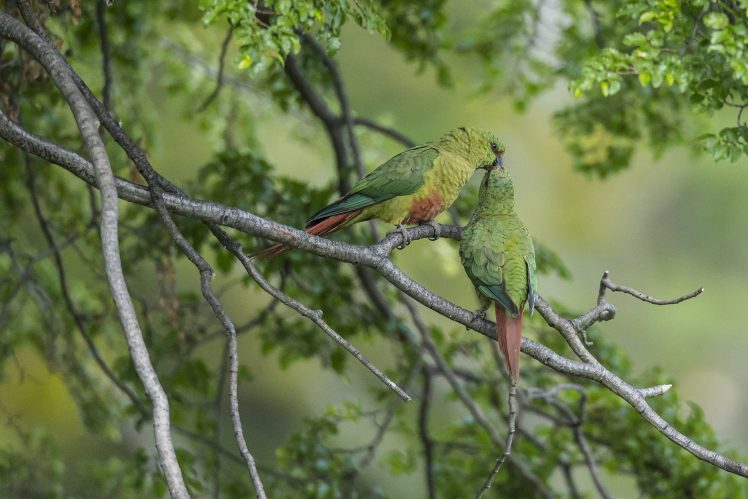 plants, Birds, Parrot, Trees HD Wallpaper Desktop Background