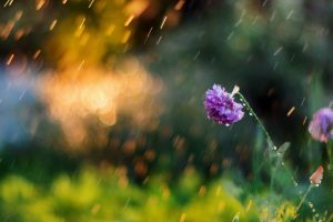 plants, Macro, Flowers, Rain