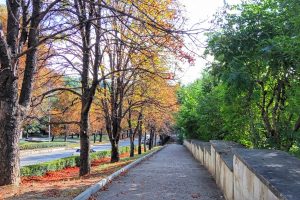 fall, Street, Trees, Kislovodsk