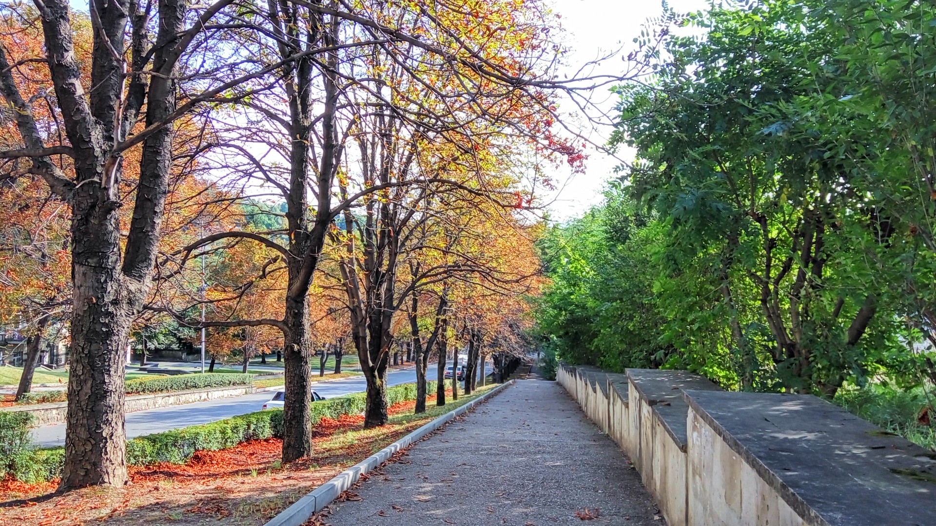 fall, Street, Trees, Kislovodsk Wallpaper