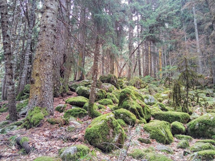 forest, Moss, Landscape, Nature HD Wallpaper Desktop Background