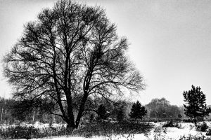 landscape, Monochrome, Snow, Forest, Snowstorm, Trees, Winter