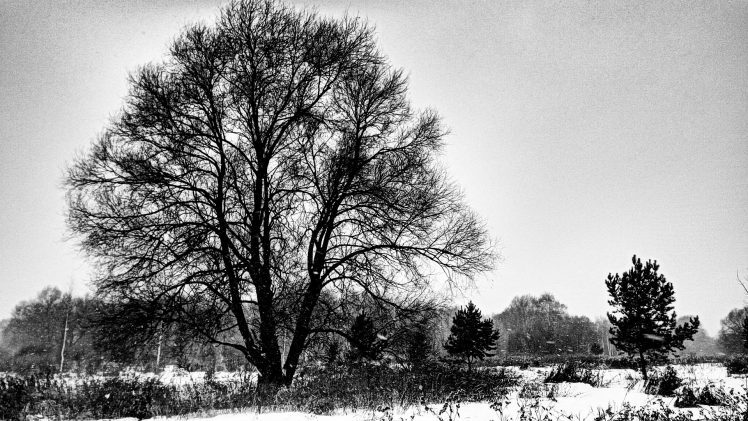 landscape, Monochrome, Snow, Forest, Snowstorm, Trees, Winter HD Wallpaper Desktop Background