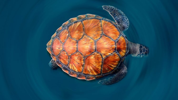 animals, Turtle, Reptiles HD Wallpaper Desktop Background