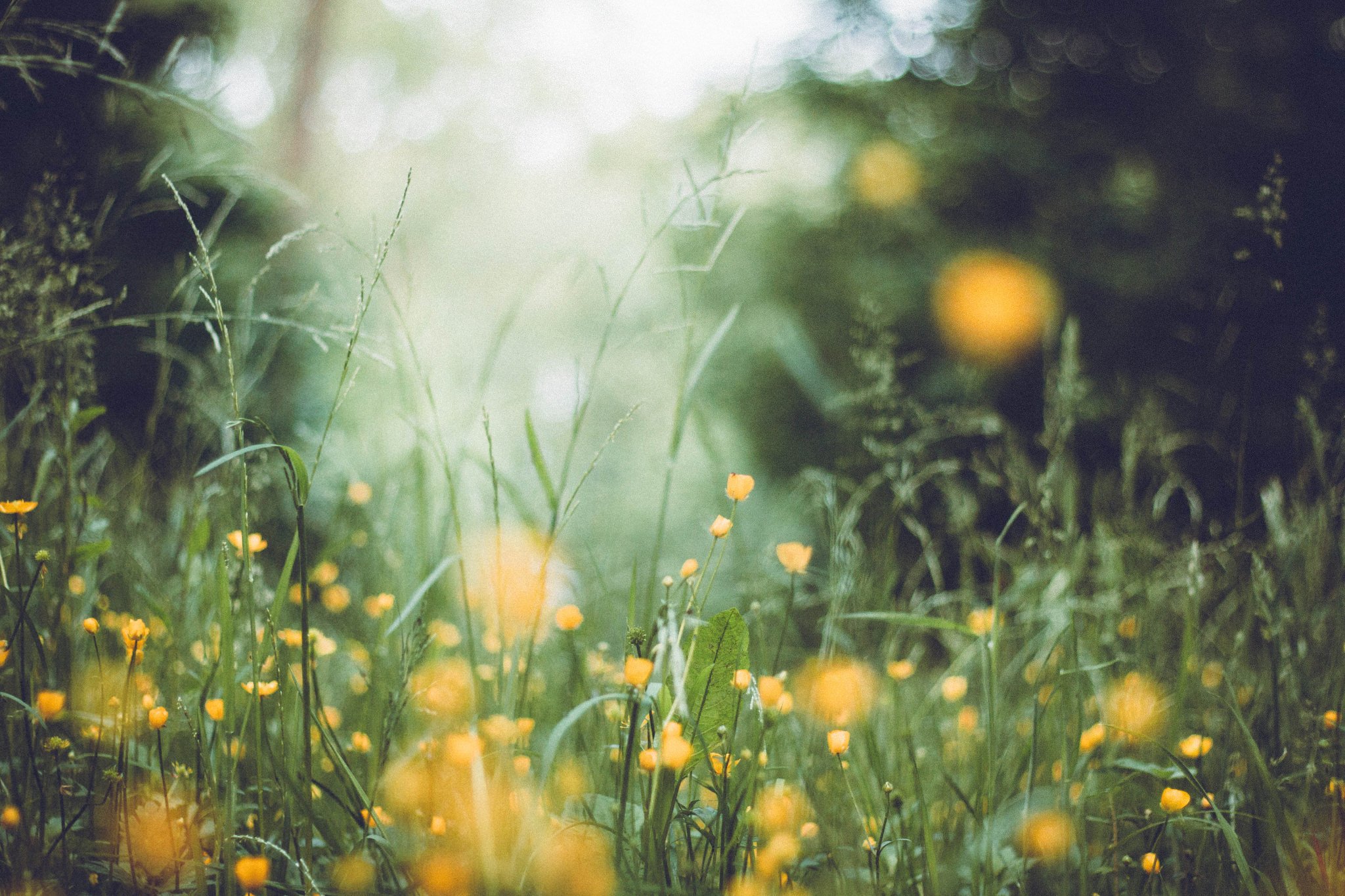 grass, Depth of field, Flowers Wallpaper