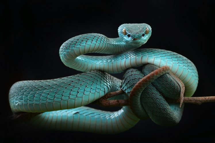 animals, Snake, Reptiles HD Wallpaper Desktop Background