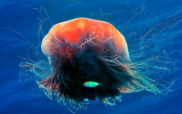 sea, Animals, Jellyfish HD Wallpaper Desktop Background
