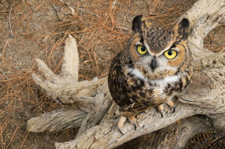 animals, Birds, Owl HD Wallpaper Desktop Background