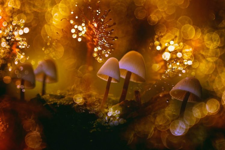 mushroom, Macro, Bokeh HD Wallpaper Desktop Background
