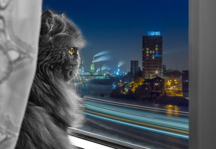 urban, Skyscraper, Cat, Window, Hotel HD Wallpaper Desktop Background