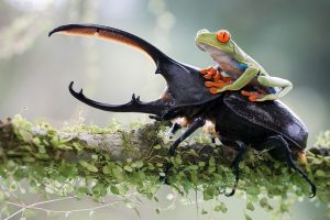 Hercules beetles, Frog, Animals, Nature, Photoshop, Beetles
