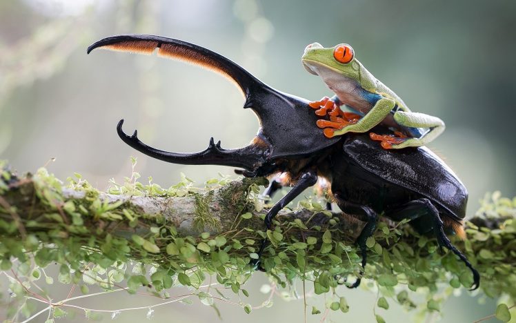 Hercules beetles, Frog, Animals, Nature, Photoshop, Beetles HD Wallpaper Desktop Background