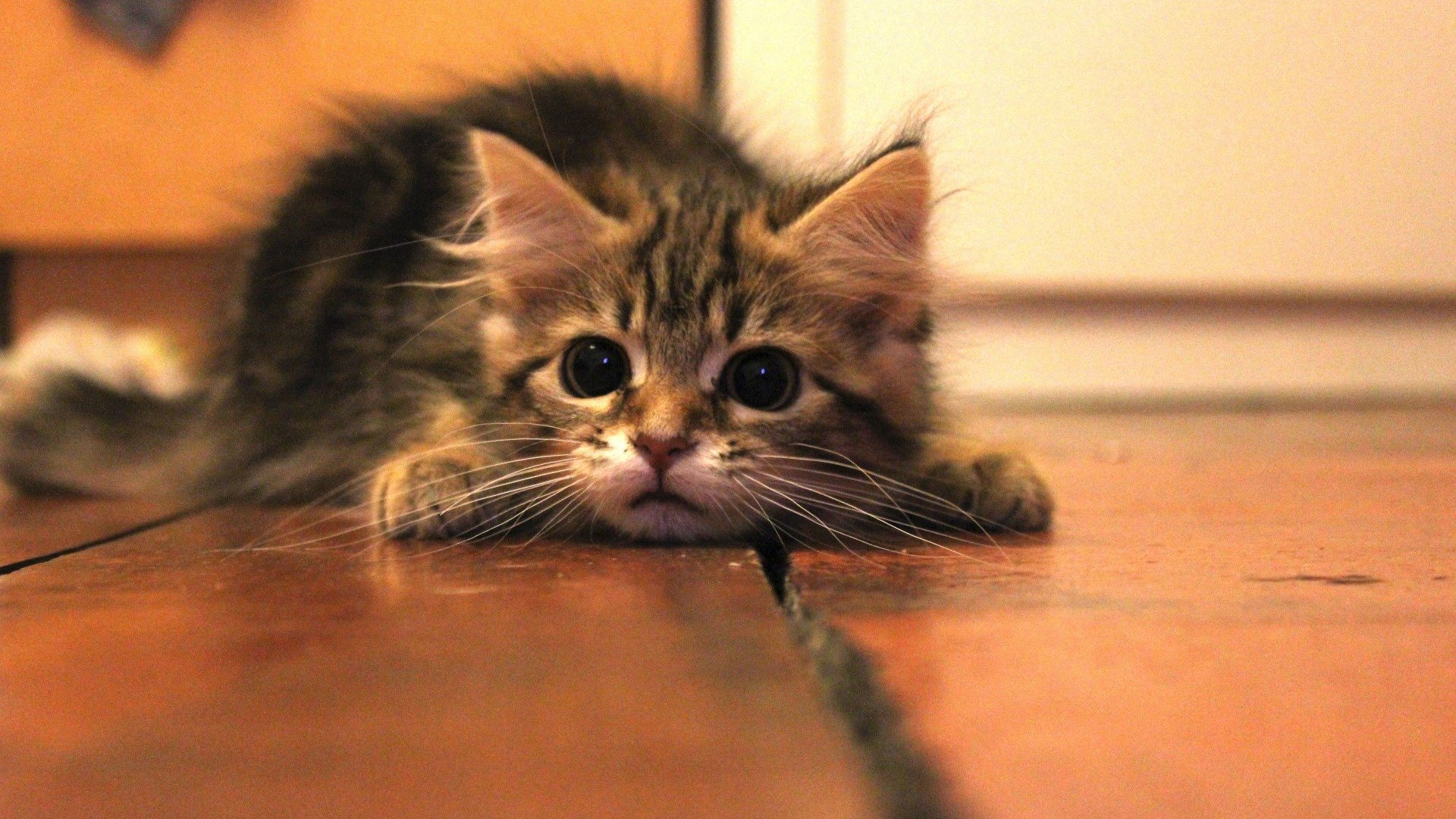 on the floor, Cat, Baby animals, Kittens Wallpaper