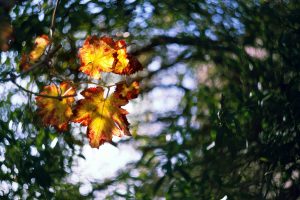 Zachar Rise, Leaves, Plants, 500px, Nature