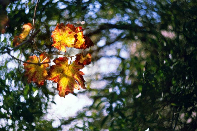 Zachar Rise, Leaves, Plants, 500px, Nature HD Wallpaper Desktop Background