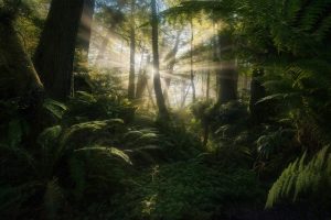 Marc Adamus, Forest, Sunlight, Trees, Plants, 500px