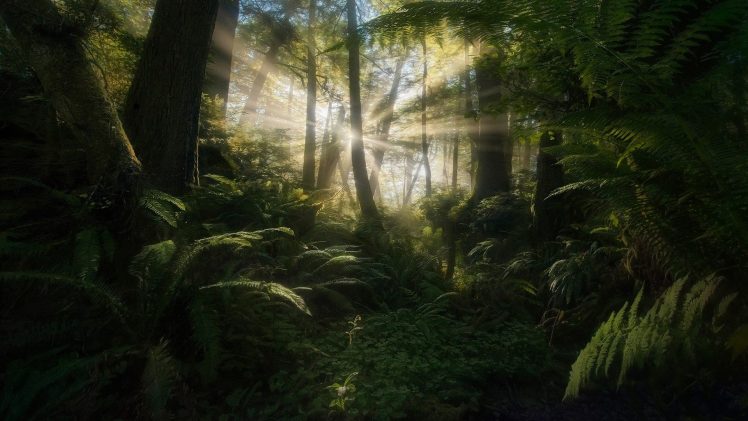 Marc Adamus, Forest, Sunlight, Trees, Plants, 500px HD Wallpaper Desktop Background