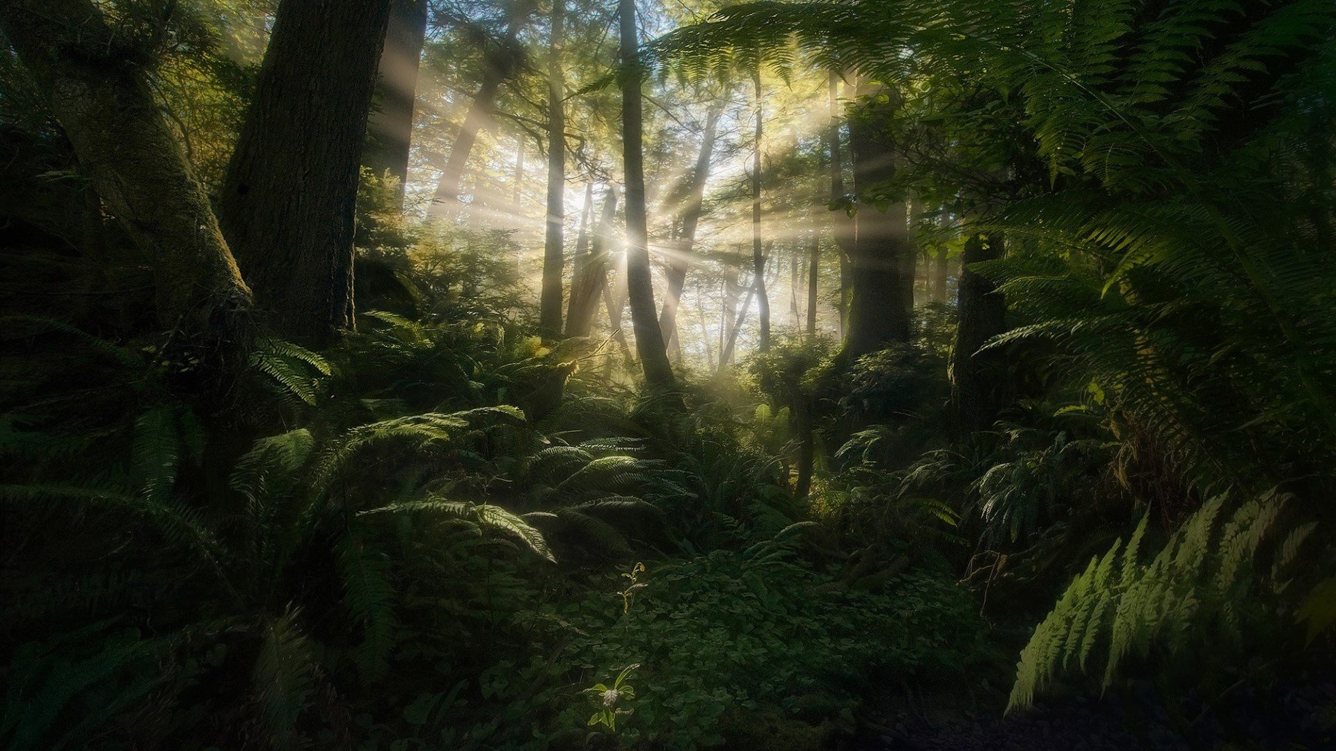 Marc Adamus, Forest, Sunlight, Trees, Plants, 500px Wallpaper