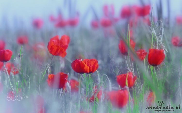 Anastasia Ri, Flowers, Plants, Red flowers, 500px HD Wallpaper Desktop Background