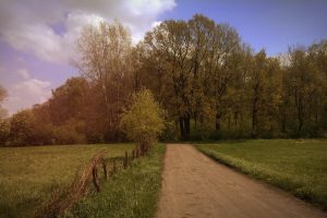 Poland, Spring, Forest, Landscape, Dirt road